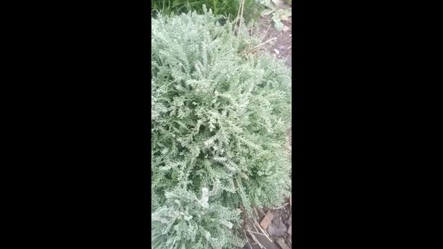 Сантолина....Аромат Средиземноморья #Shorts смотреть онлайн