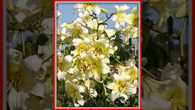 Lilia OT Honeymoon 2480 смотреть онлайн