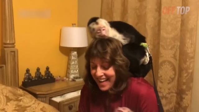 Попробуй НЕ ЗАПЛАКАТЬ! ? Топ 30 Моментов Встречи Животных с Хозяевами После Долгих Лет Разлуки смотреть онлайн