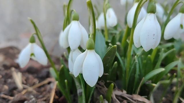 Белые подснежники смотреть онлайн
