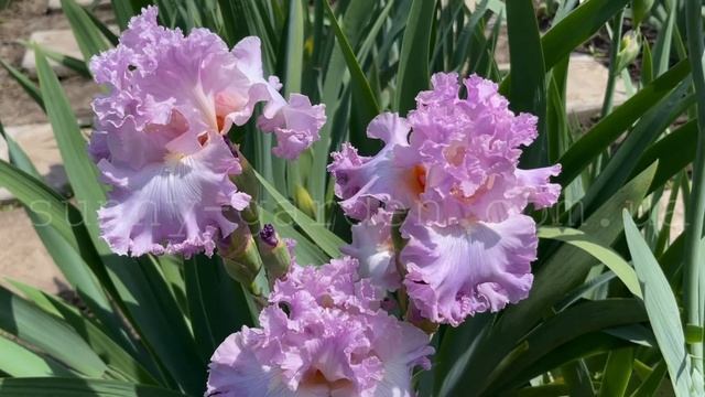 Обзор сорта высокого бородатого ириса BOND GIRL, K. Keppel’ 2017