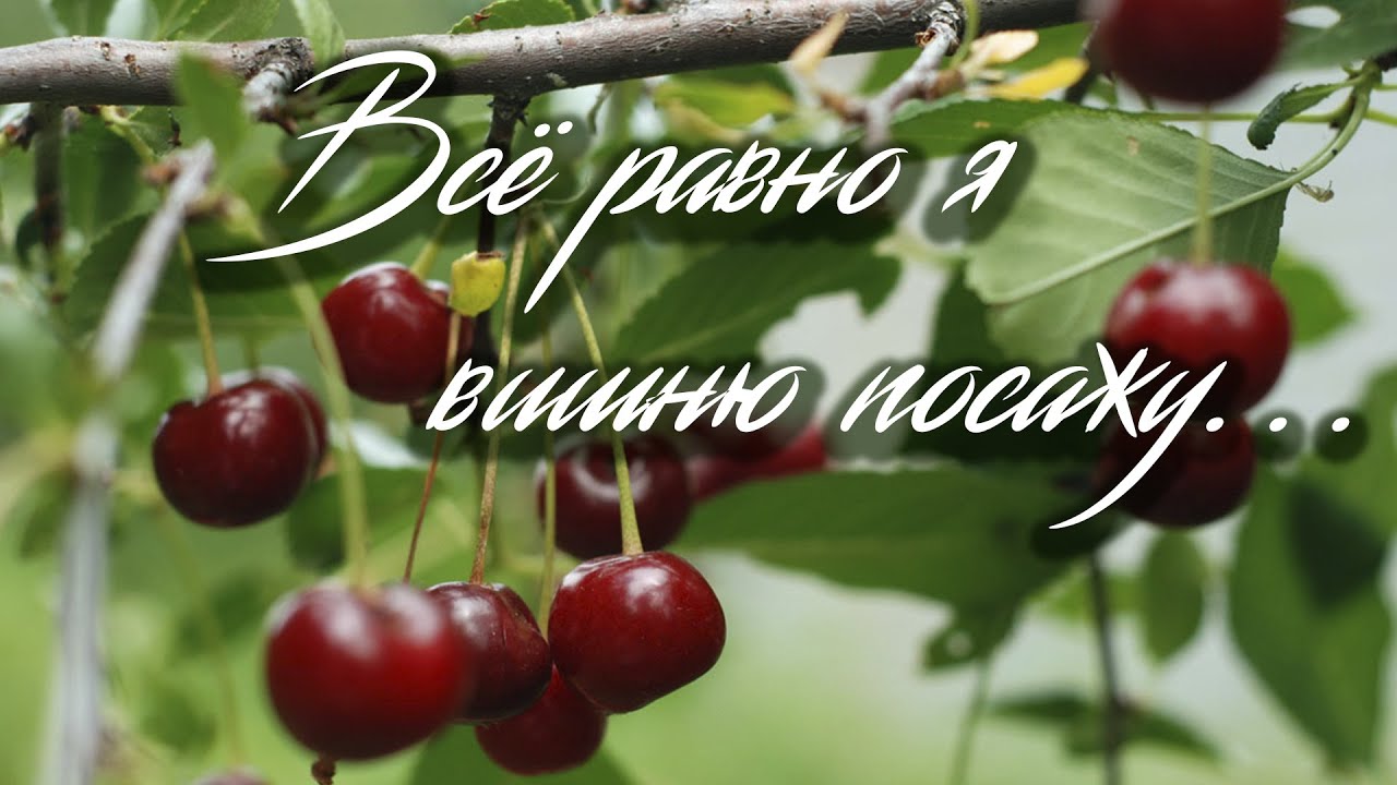 ВИШНЯ / Разбор на гармони по цифрам + Полная версия песни смотреть онлайн