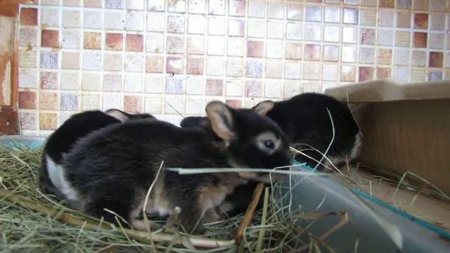 Карликовые крольчата огневки из питомника "Московский МиниКролик" http://krolik.moscow/ смотреть онлайн