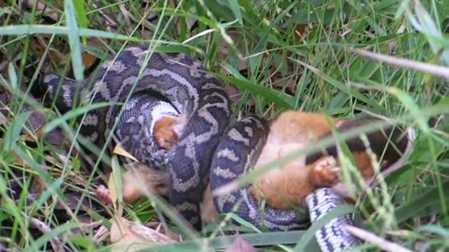 Python devouring a possum in Noosa Heads смотреть онлайн