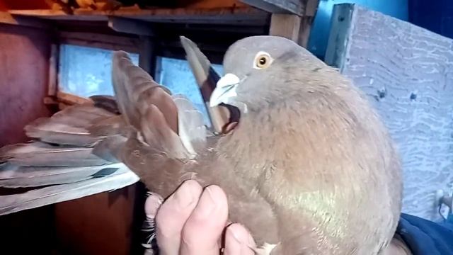 Обзор, голуби Воронежа и области! С Наступающим Рождеством! смотреть онлайн