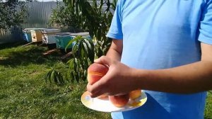 ?Сорт персика "Сибиряк"