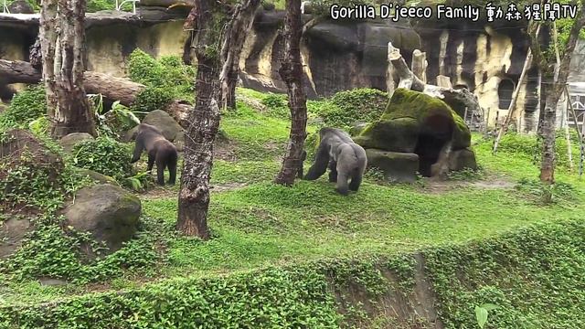 ASMR|D'jeeco Family|Gorilla|Taipei zoo|Jabali is 1y149days old, Ringo is 304days old.20220329- 7 смотреть онлайн
