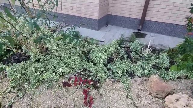 Пузыреплодник Ред Барон осенью. 8 ноября 2022 года, Одесса смотреть онлайн