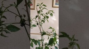 Сладкий перец- это многолетнее растение.