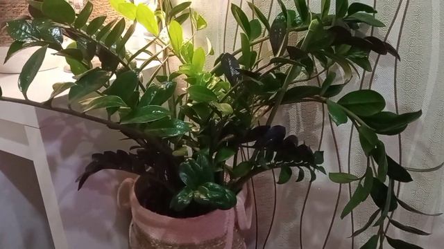 Plant vlog 5/ Пересадка сансевиерий и замиокулькасов/Какие растения привезла с моря? смотреть онлайн