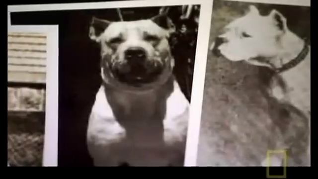 The Science behind the Dogo Argentino смотреть онлайн