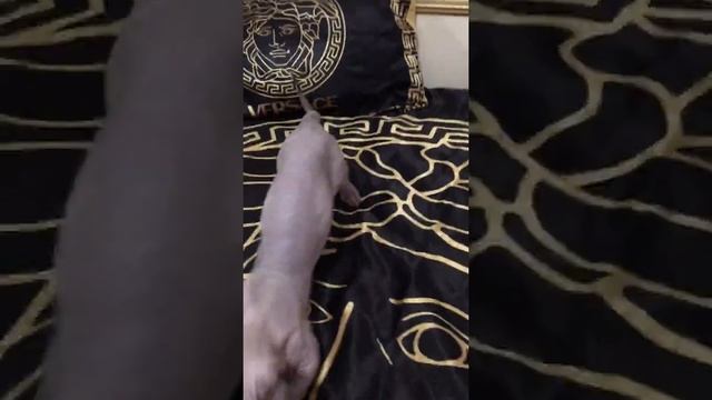 Котята двэльф питомник AURUM Pride. смотреть онлайн