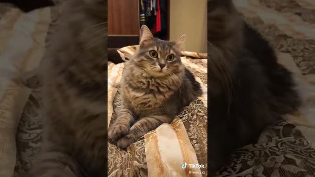 У меня есть собака которая ест какашки кота