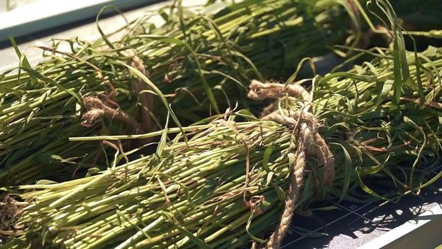 АМИСТАР ЭКСТРА на зерновых Барнаул