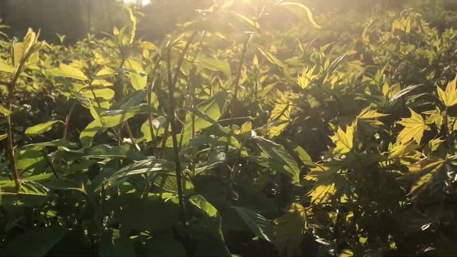 Goût du bonheur (Вкус счастья) смотреть онлайн