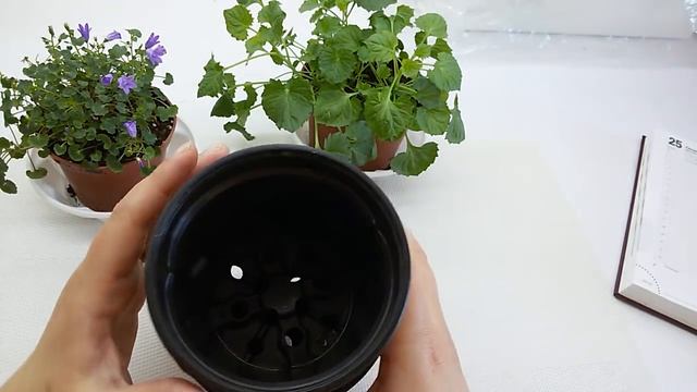 Адаптация магазинных кампанул смотреть онлайн