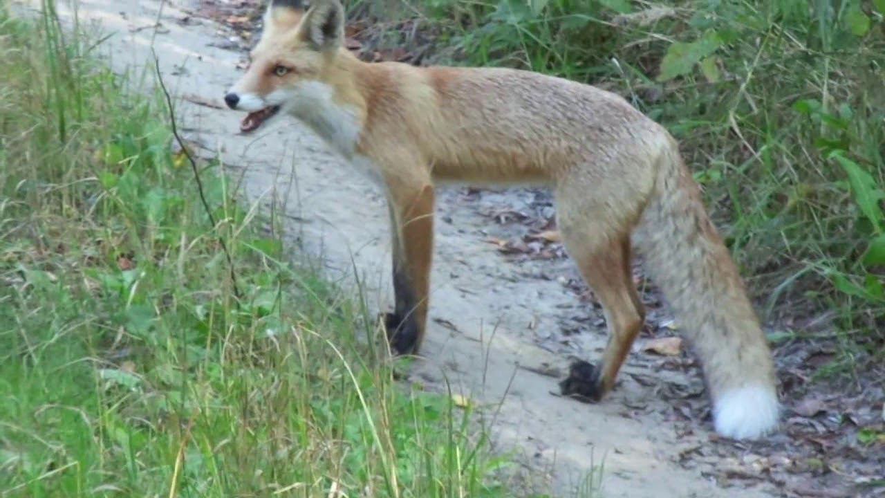 встреча в лесу
