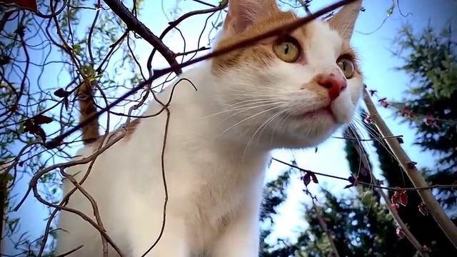 Kısırlaştırılmış Kedi Maması ve Normal Mama Arasındaki Farklar Nedir #kediler #youtubevideo смотреть онлайн