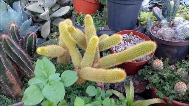 CACTOS e SUCULENTAS - Vamos Trocar Experiências? смотреть онлайн