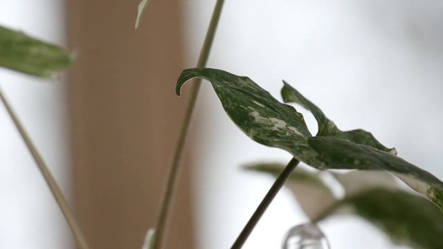 Meine Pflanzensammlung: Familie Der Syngonium - Pflanzen-Tour Aroids 2022 (Teil 4) Zimmerpflanzen