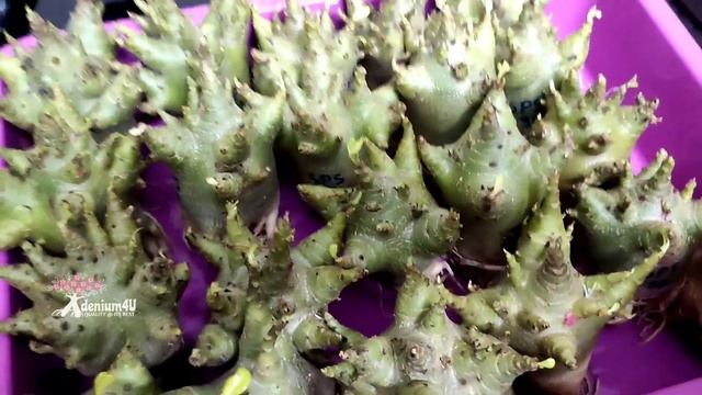 Adenium Arabicum Godji plants. смотреть онлайн