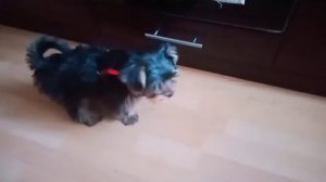 Тине 4 месяца, как меняется  окрас Йорка