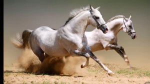 Удивительные кони
