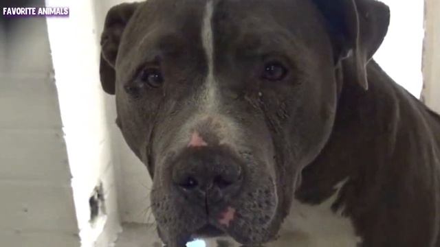 The dog didn't understand why the family LEFT.. and TEARS flow from his eyes.. смотреть онлайн