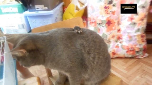 кот и мыши выпуск #2 мыши оседлали кота смотреть онлайн