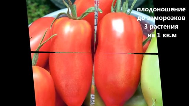 НОВИНКА!!! сорт томата СИБИРСКИЙ гроздевой от компании СИБСАД смотреть онлайн