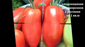 НОВИНКА!!! сорт томата СИБИРСКИЙ гроздевой от компании СИБСАД