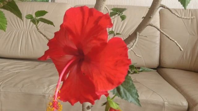 Цветение гибискуса одни сутки смотреть онлайн