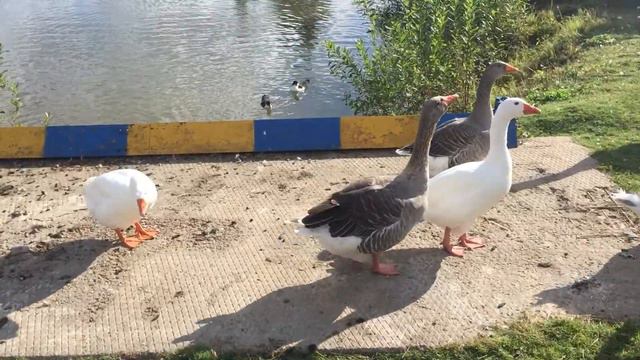 Вредные гуси на даче смотреть онлайн