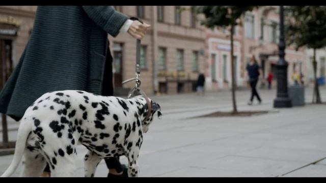 Правильно выгуливаем собаку! Сколько раз в день нужно гулять с собакой… смотреть онлайн