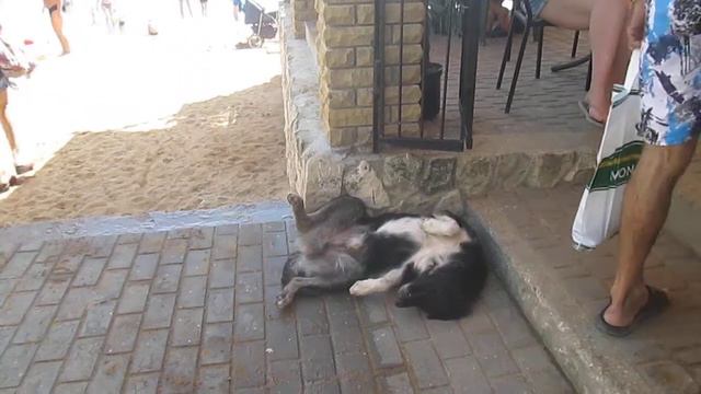 Феодосия Пляж Собака балдеет Чёрное Море Крым Feodosia Beach The Funny Dog Black Sea Crimea