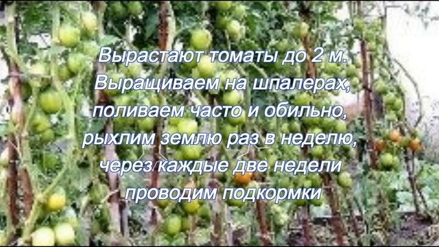 Томаты. Мои любимые сорта. "Де Барао" смотреть онлайн