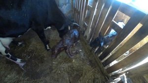 Обзор сарая+ Роды коровы!!