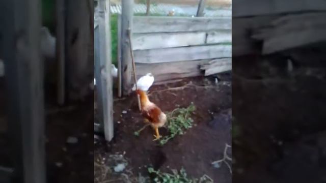 Куры деревенские!!! смотреть онлайн