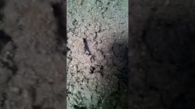 в эковате живут шмели смотреть онлайн