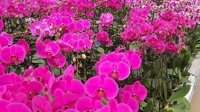 Орхопутешествие по теплицам Тайваня, начнем! смотреть онлайн