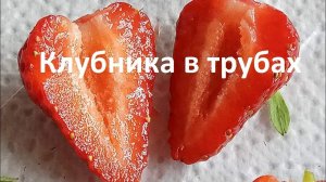 Клубника в трубах