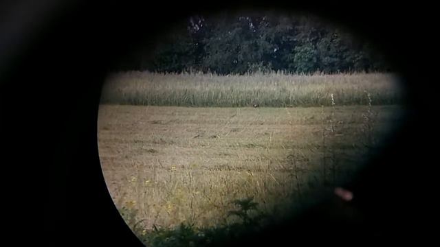свободно пасутся перед домом в Кыргауыл в поселке Раймбек! смотреть онлайн