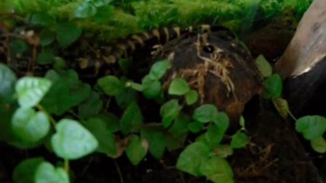 Tiger Salamander feeding / Ambystoma tigrinum mavortium смотреть онлайн