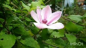 Клематис одолел заморозки.