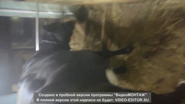 Ограничительная планка для коров в стойле смотреть онлайн