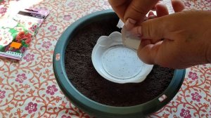 Сеем портулак махровый