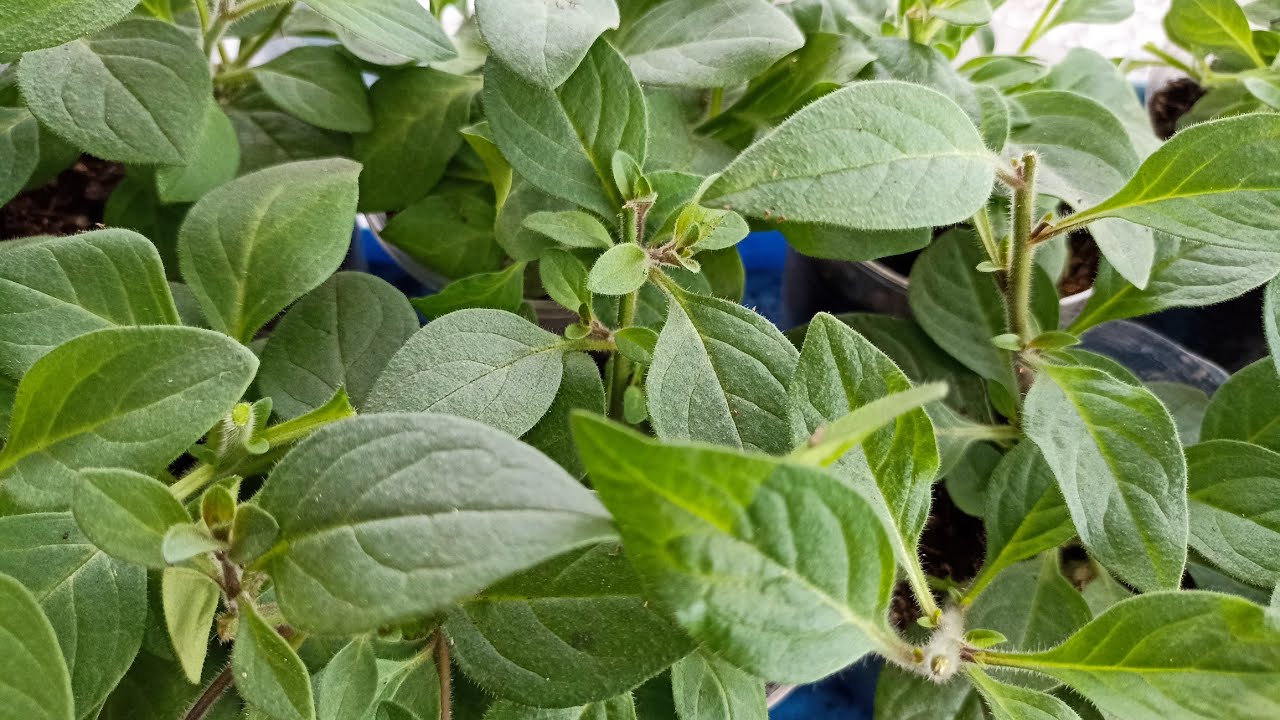 Формирую петунию, что бы куст был более пышный. смотреть онлайн