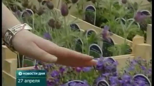 Растения в Садовом центре ДАРВИН смотреть онлайн