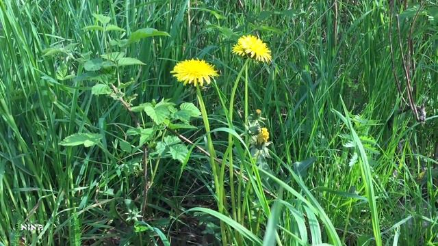 233. Река Сетунь Весной под Прекрасную Музыку Сергея Грищука! смотреть онлайн