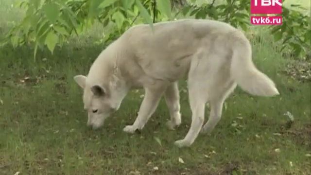Очень важные животные. 50 собак Анатолия Быкова смотреть онлайн